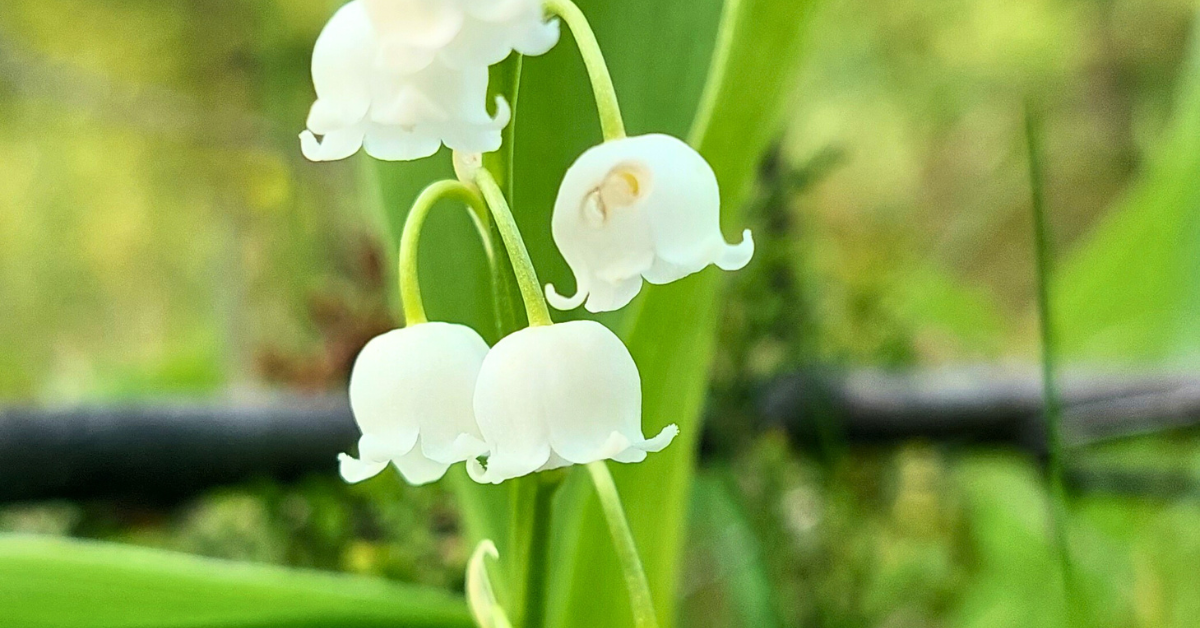 erityisherkkyys-elamanvoimana-1