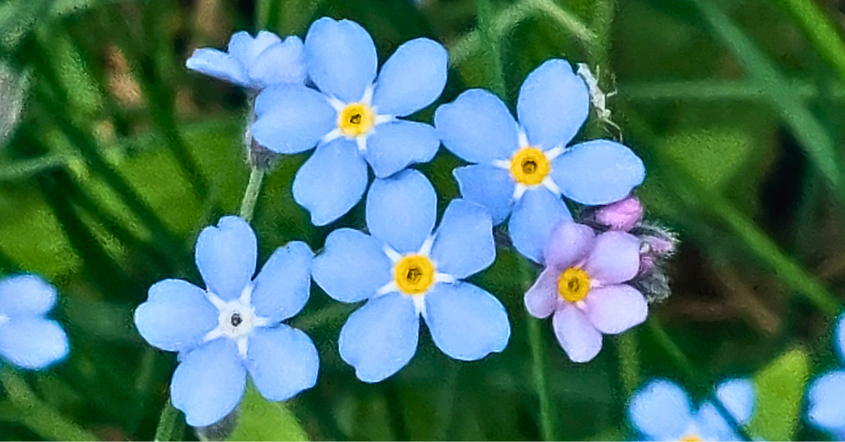 erityisherkkyys-elamanvoimana-2