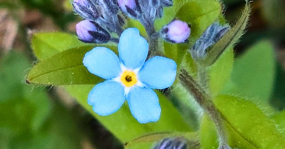 erityisherkkyys-elamanvoimana-3